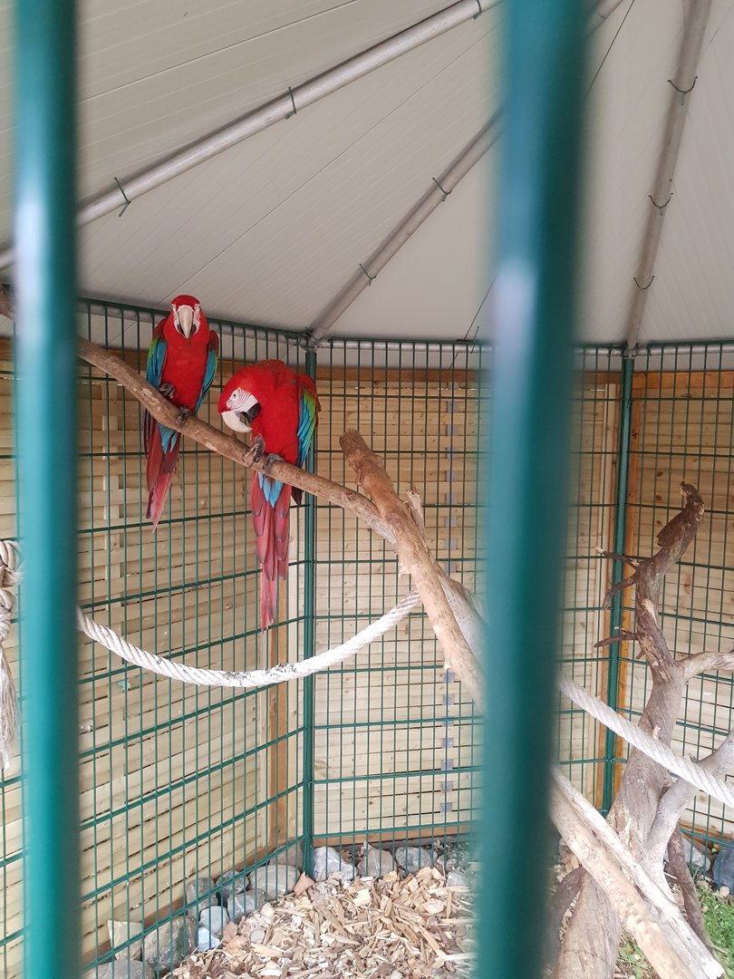 Natuurhulpcentrum Opglabbeek Scarlet macaw