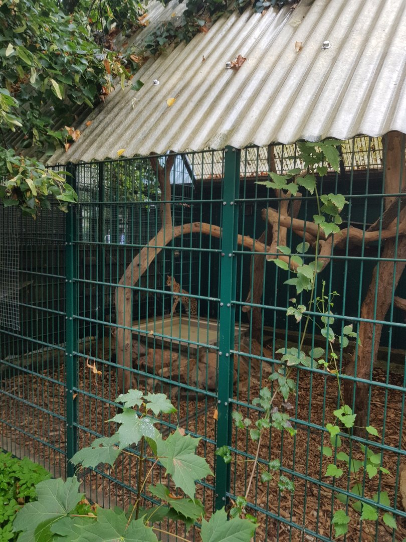 Natuurhulpcentrum Opglabbeek Serval