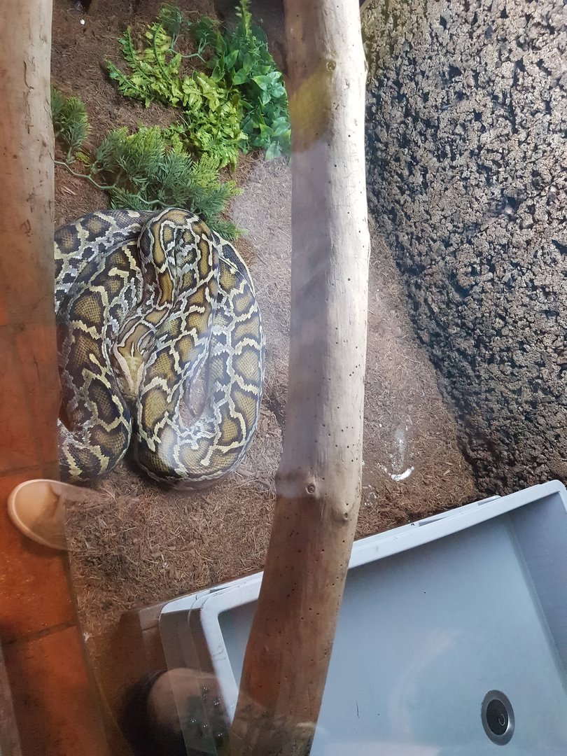 Natuurhulpcentrum Opglabbeek Snake