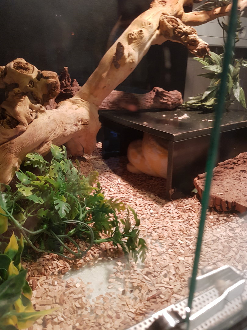 Natuurhulpcentrum Opglabbeek Snake