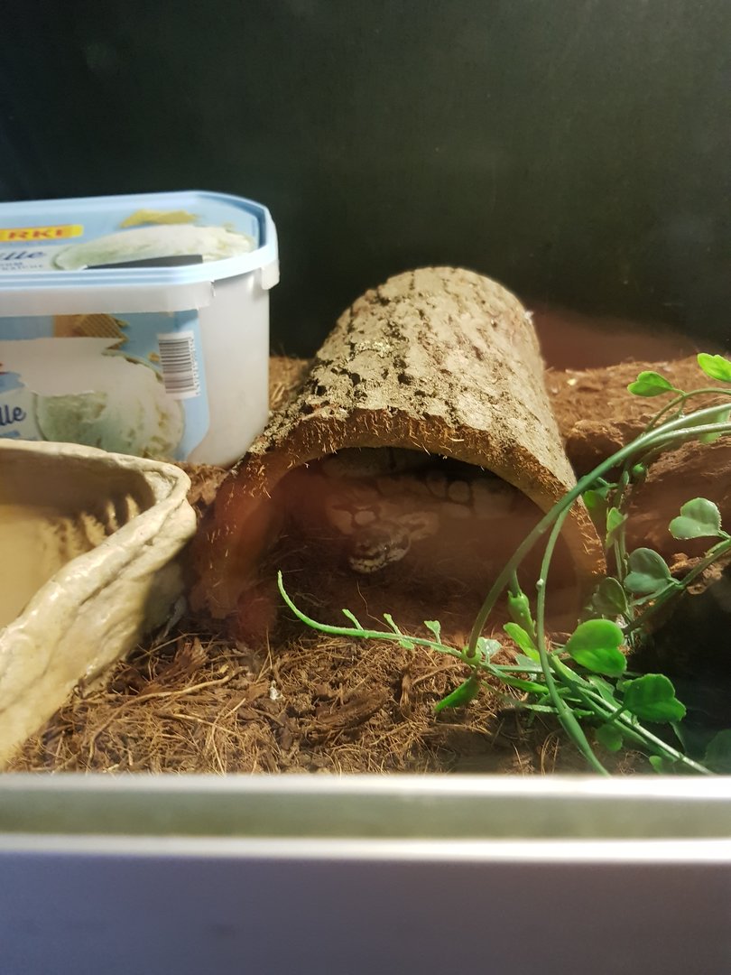 Natuurhulpcentrum Opglabbeek Snake