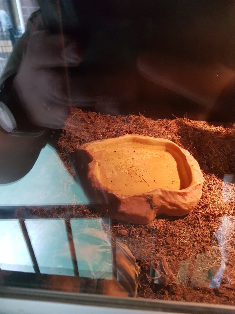 Natuurhulpcentrum Opglabbeek snake