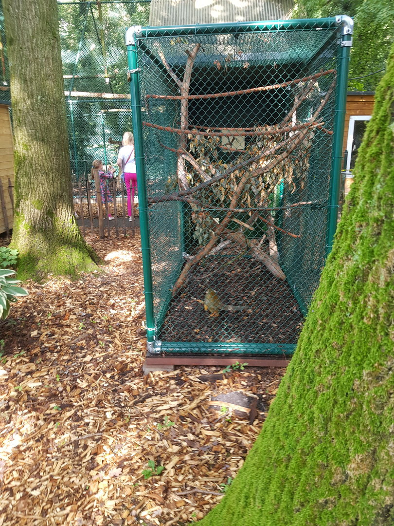 Natuurhulpcentrum Opglabbeek Squirrel monkeys