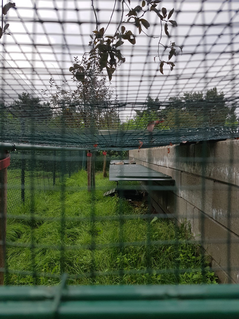 Natuurhulpcentrum Opglabbeek storm bird/ seagull aviary