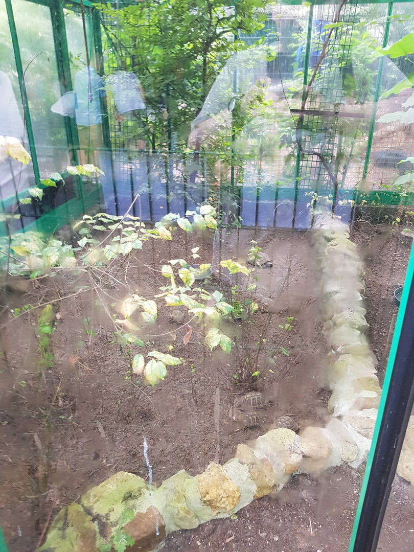 Natuurhulpcentrum Opglabbeek Tortoises