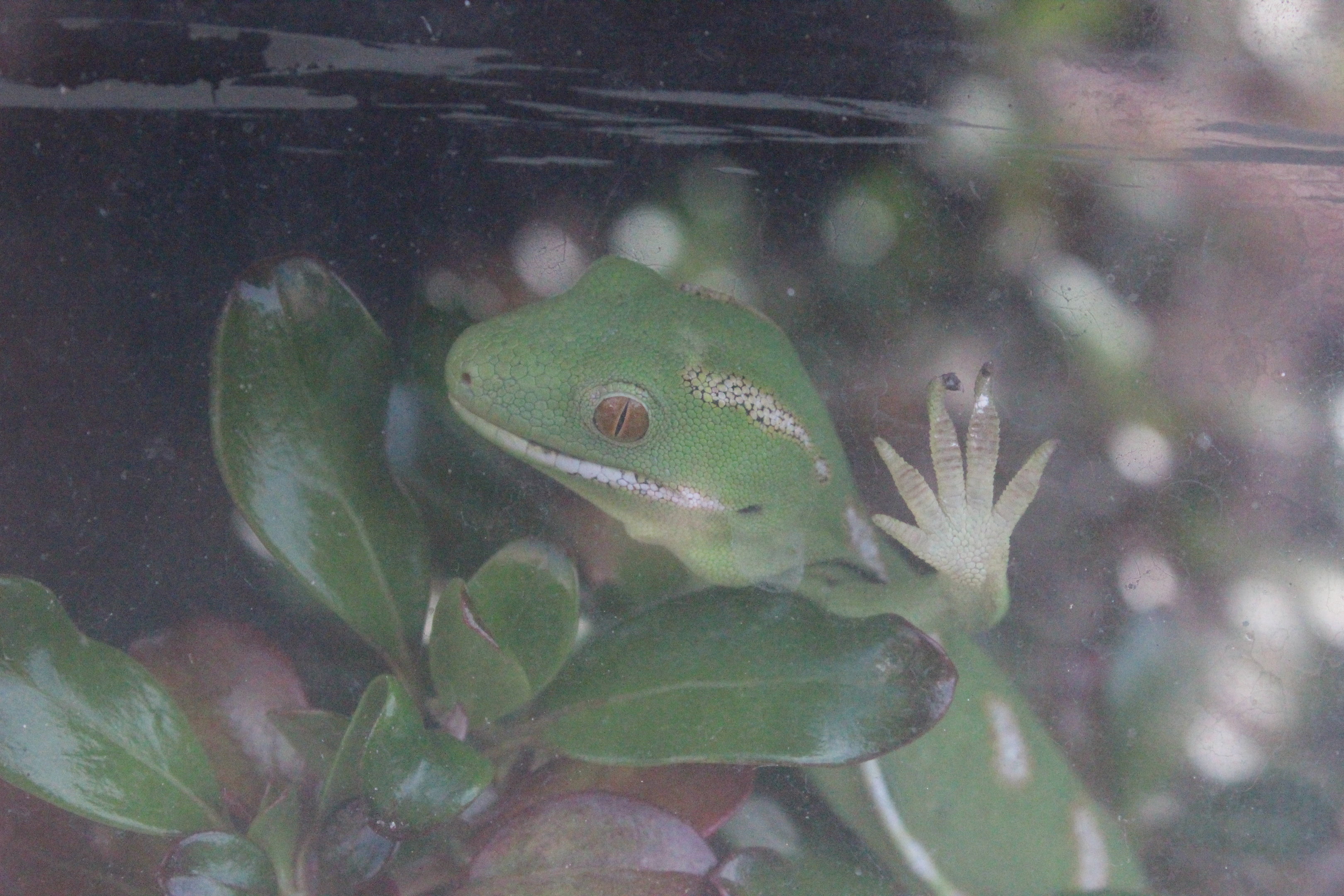 Naultinus grayii, Wildlife Foxton Trust