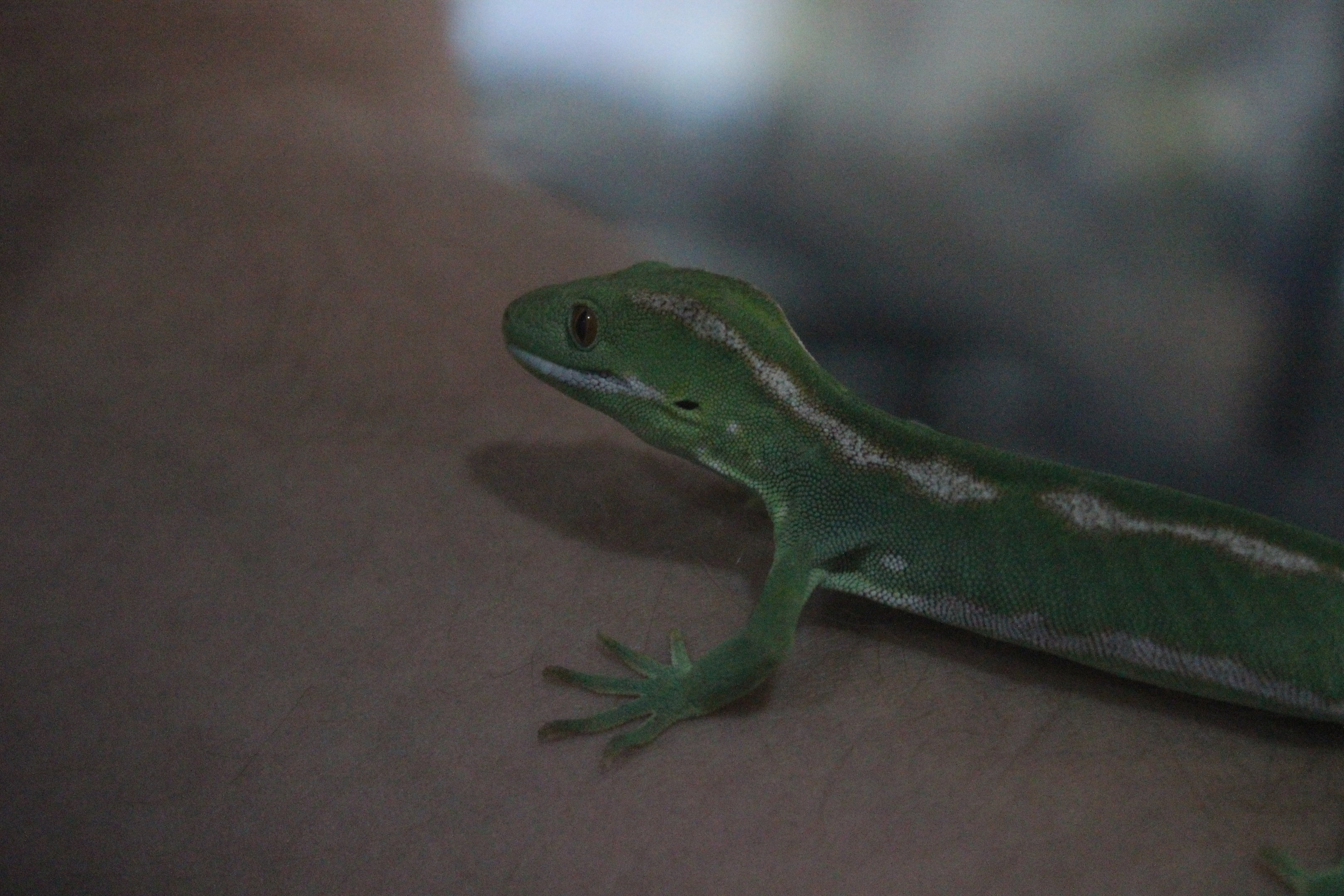 Naultinus grayii, Wildlife Foxton Trust