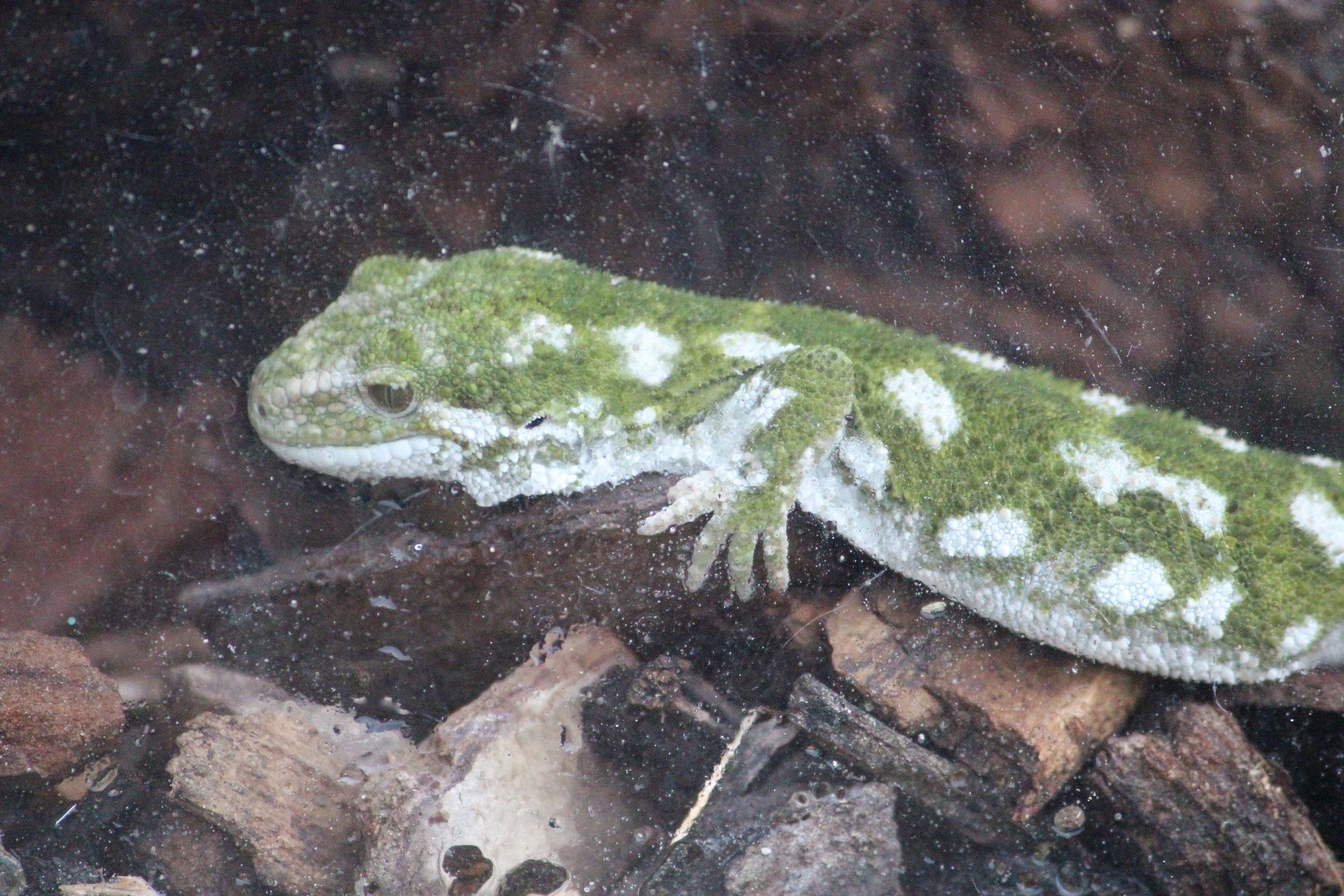 Naultinus rudis, Wildlife Foxton Trust