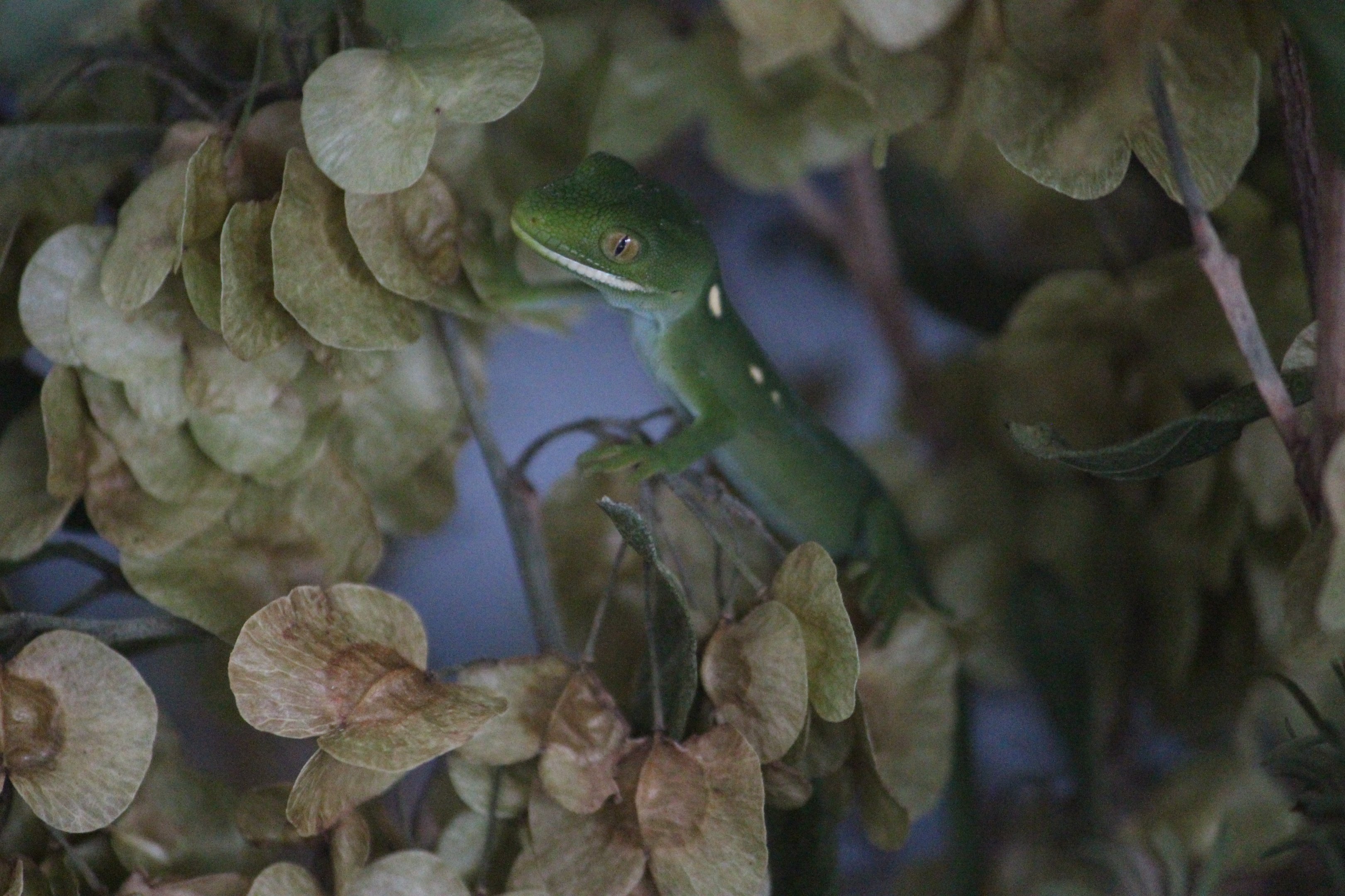 Naultinus species (baby), Koru Native Wildlife Centre