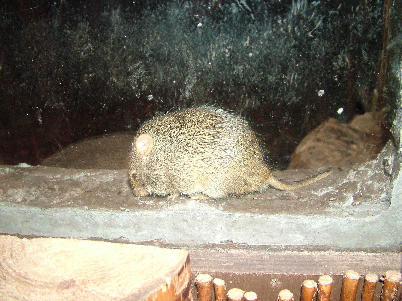 Naumann's Grass Rat (Arvicanthis naumanni) at Chester Zoo 2008