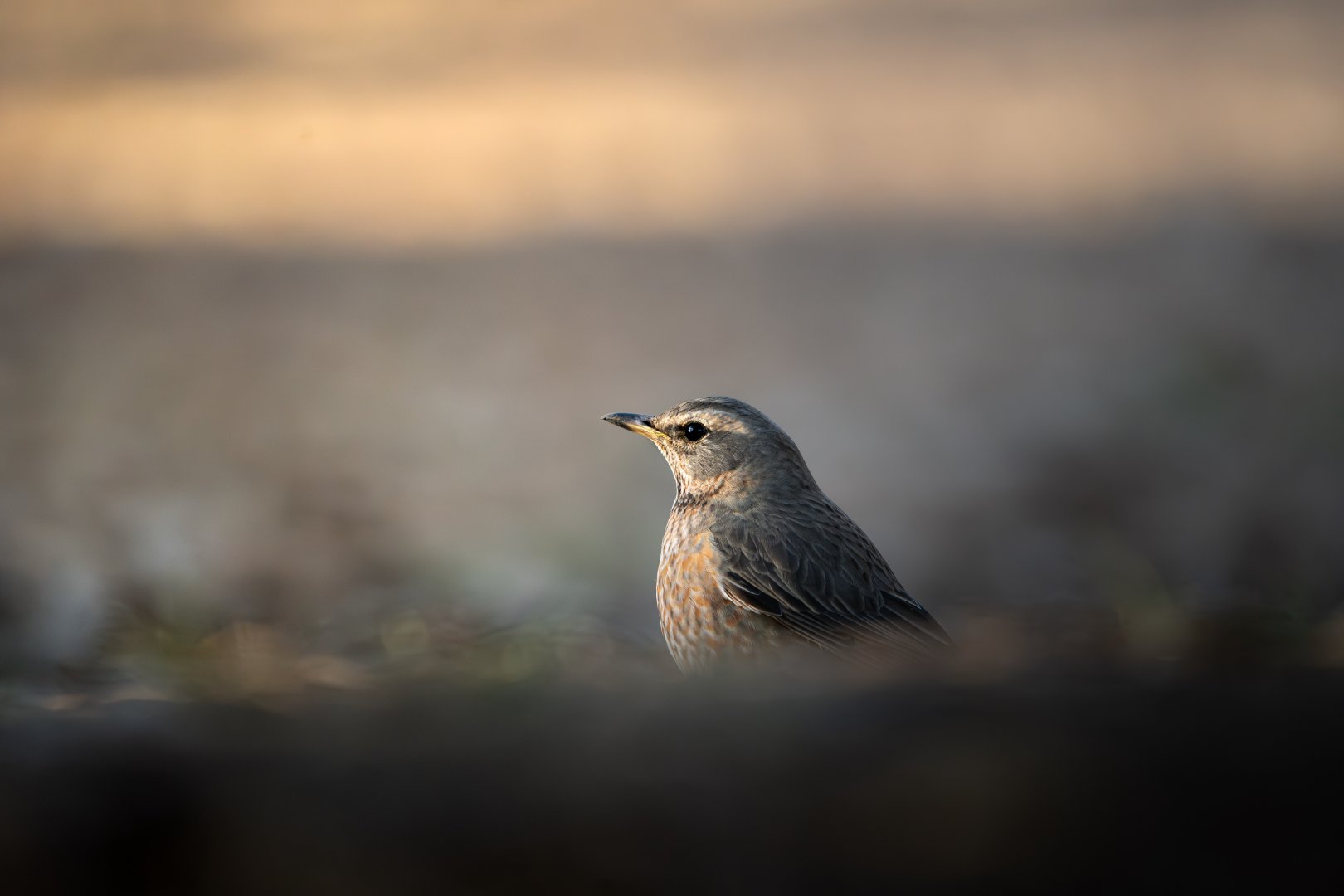 Naumann's Thrush ~ Koganei Park