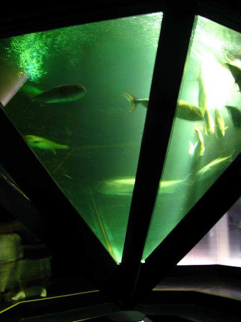 Nausicaa Sea Life Centre