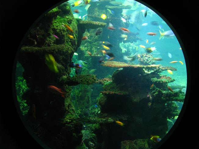 Nausicaa Sea Life Centre