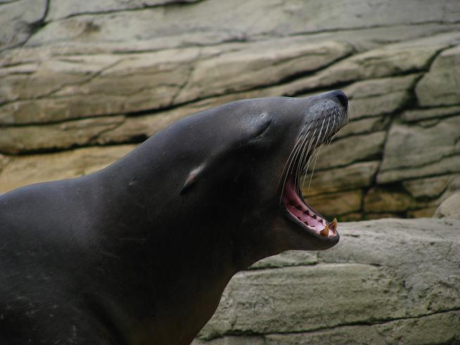 Nausicaa Sea Life Centre
