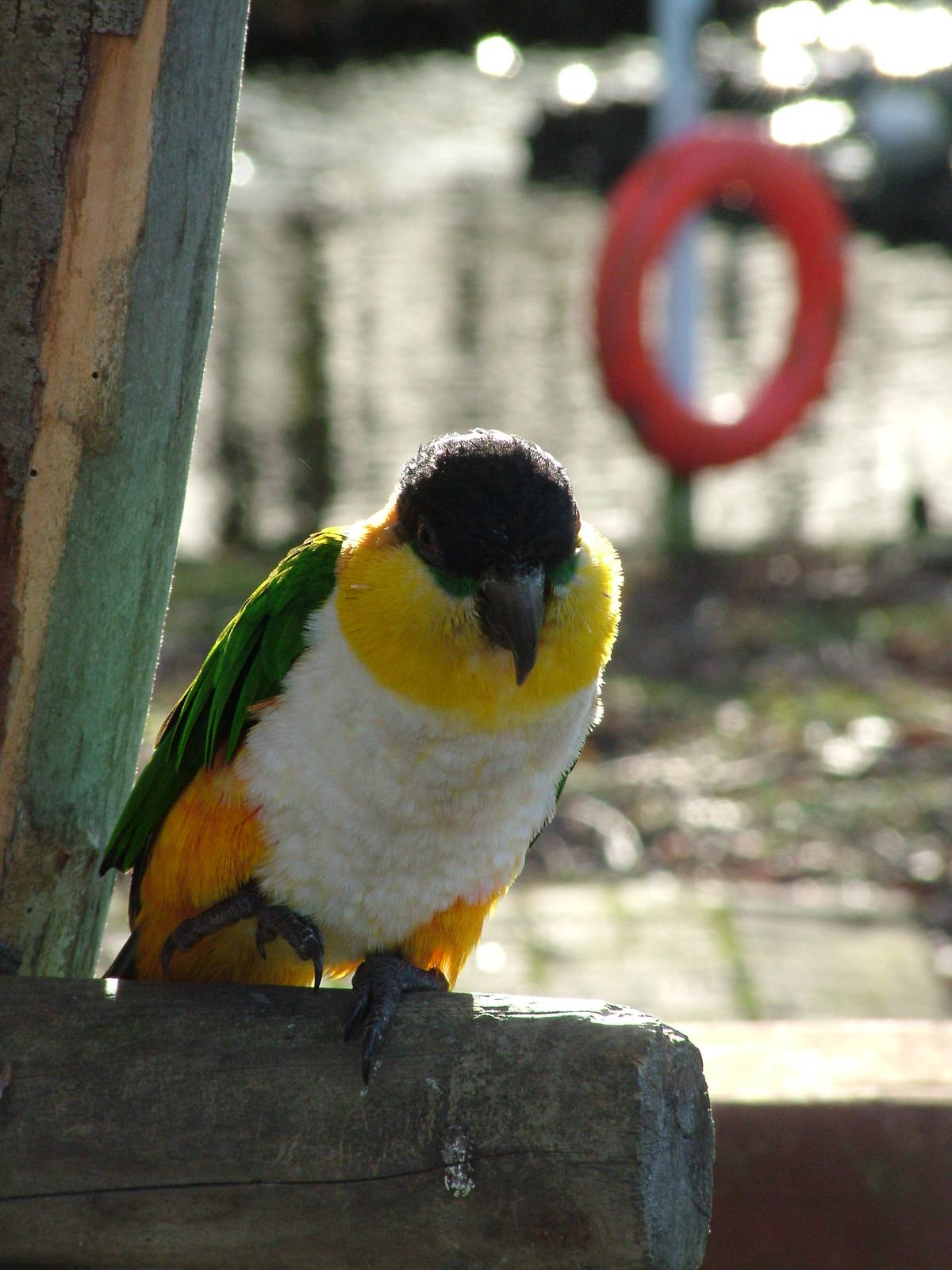 Nautical Black-headed Caique at Wingham 28/11/09