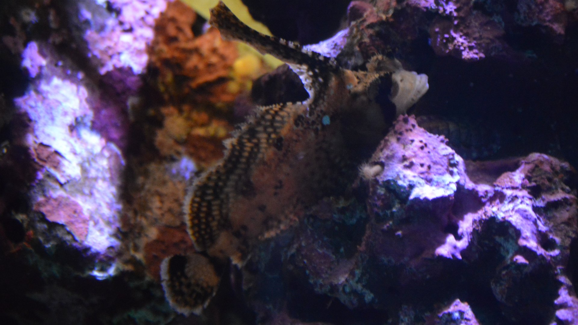 Nautichthys oculofasciatus