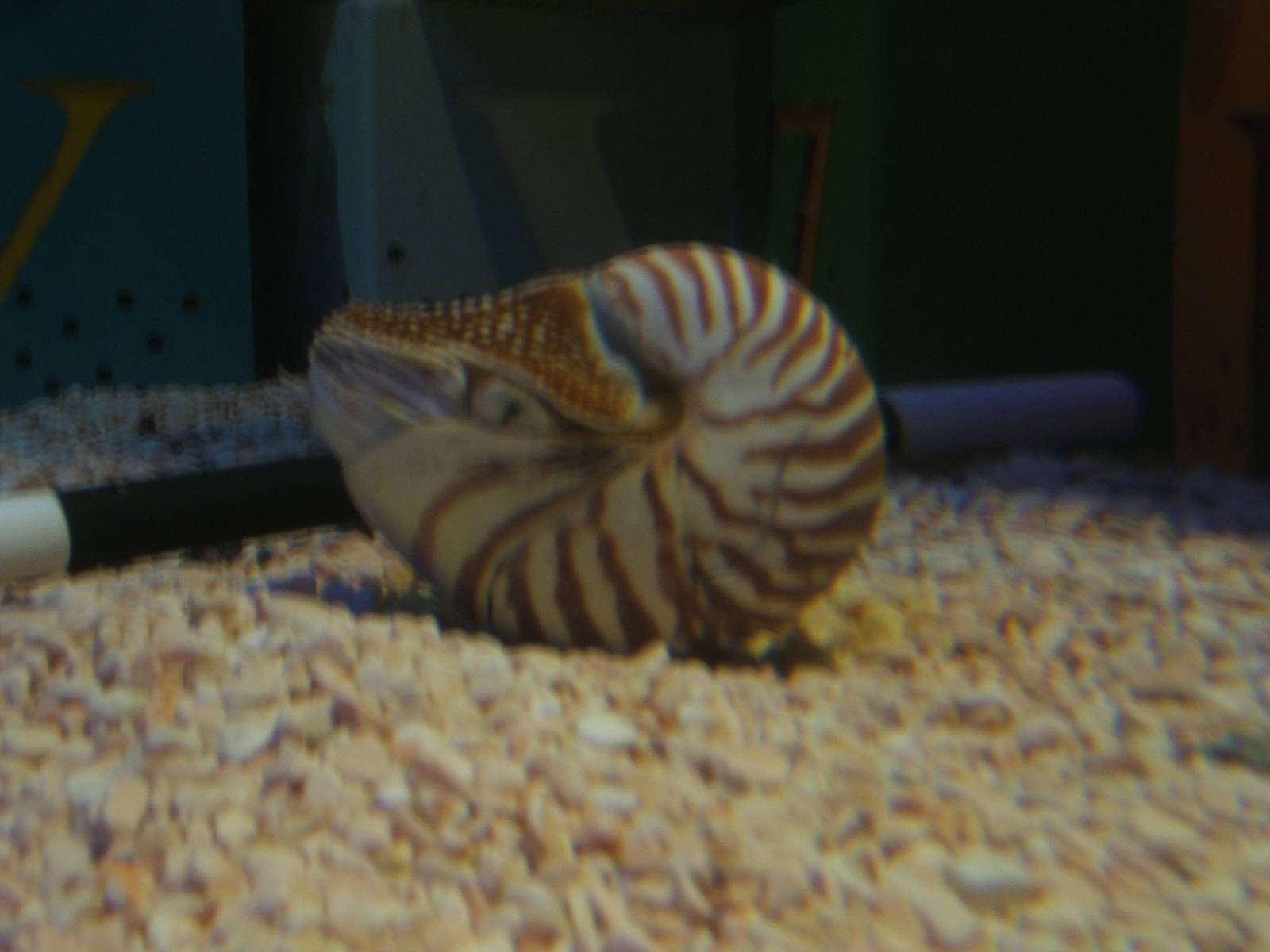 Nautilis