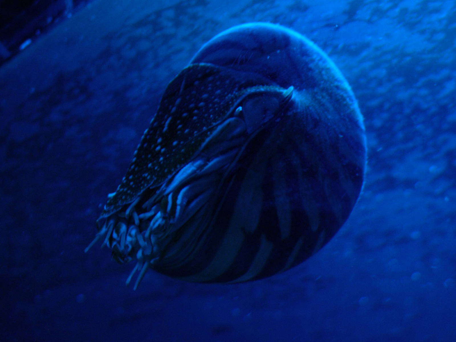 Nautilus at Oceanografic, 29/05/11