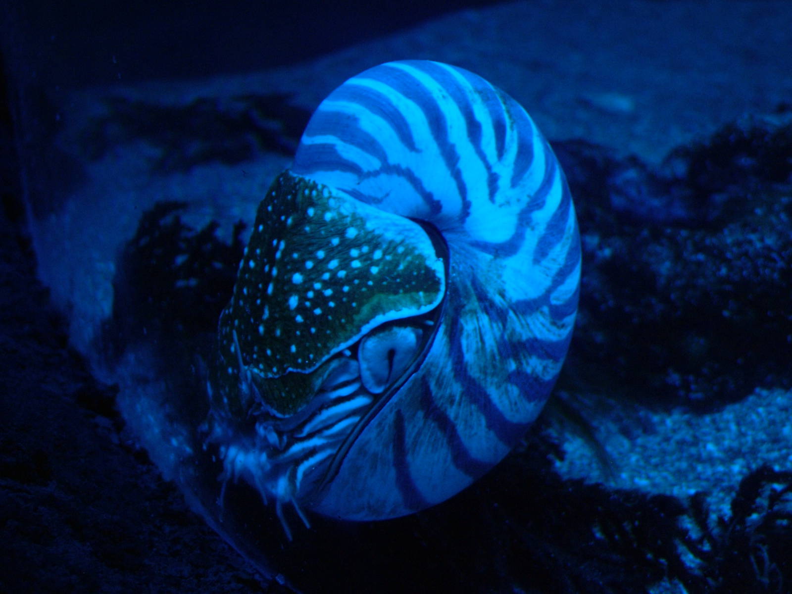 Nautilus at Oceanografic, 29/05/11