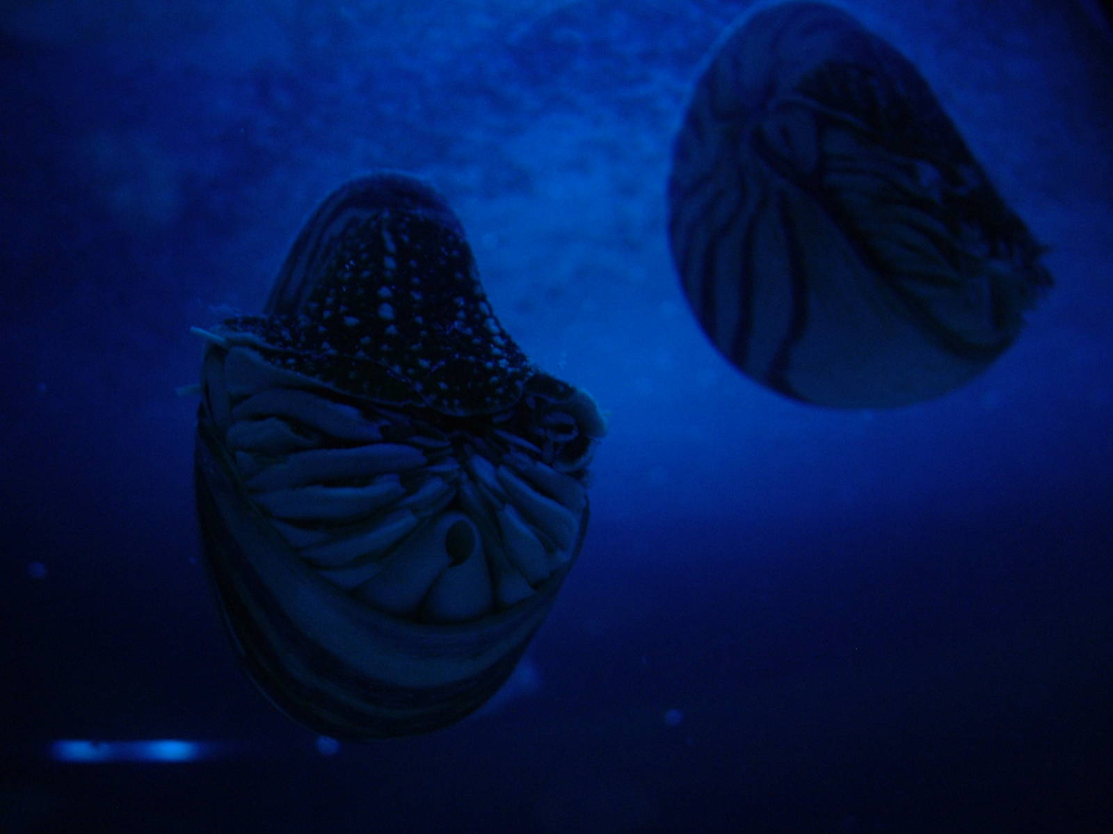 Nautilus at Oceanografic, 29/05/11