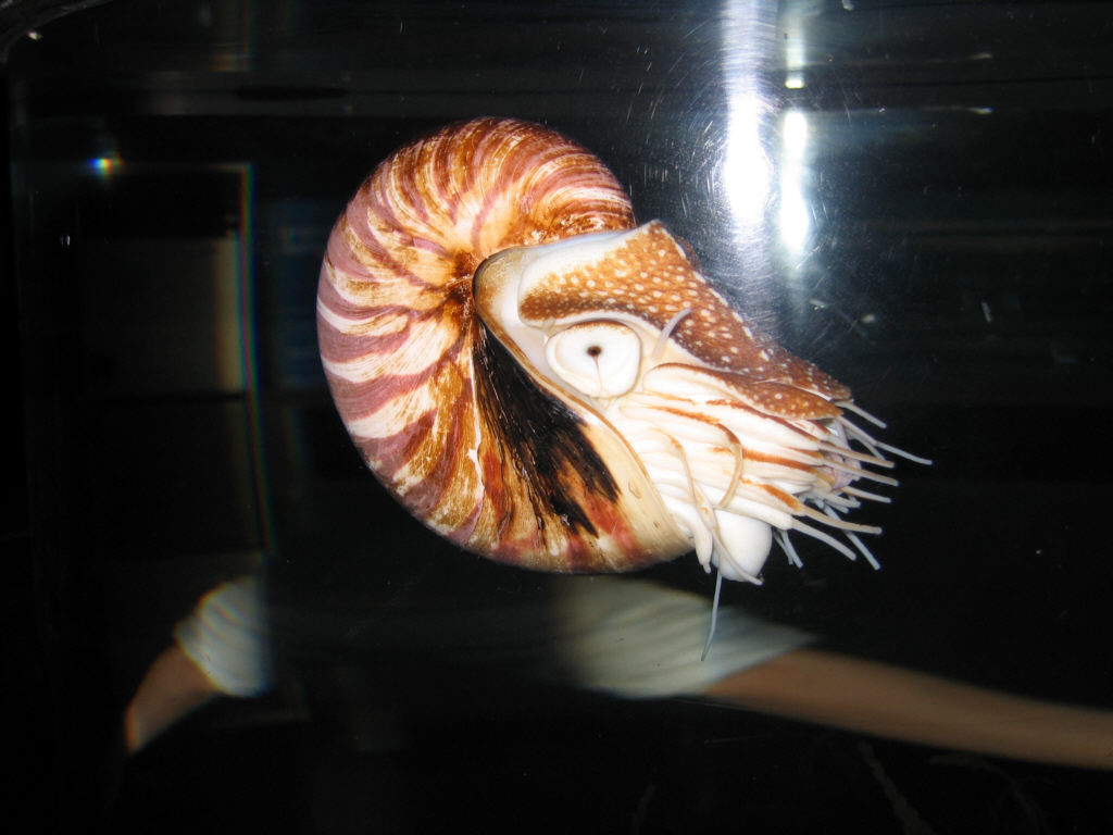 Nautilus - COEX Aquarium