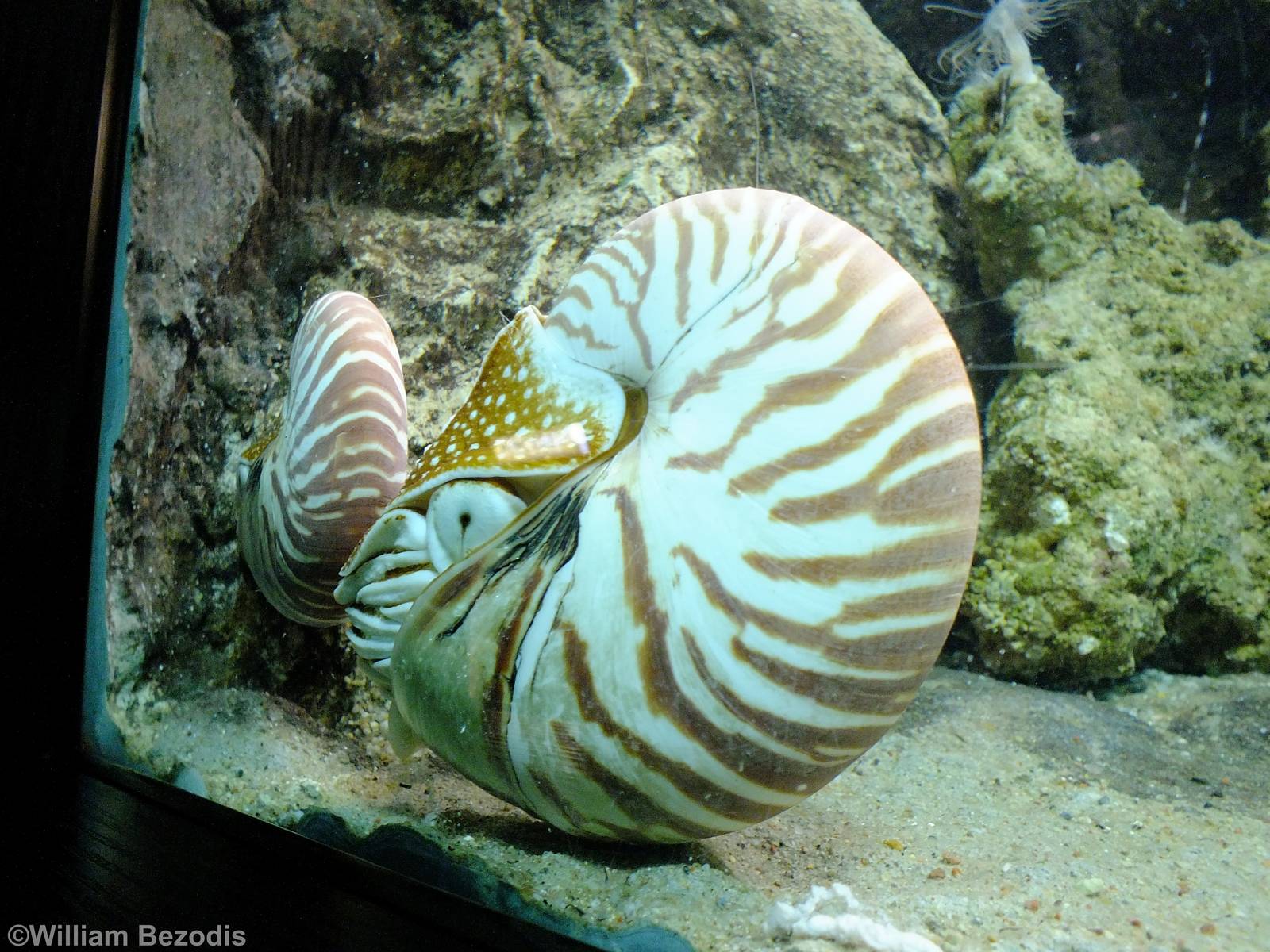 Nautilus - Gdynia Aquarium