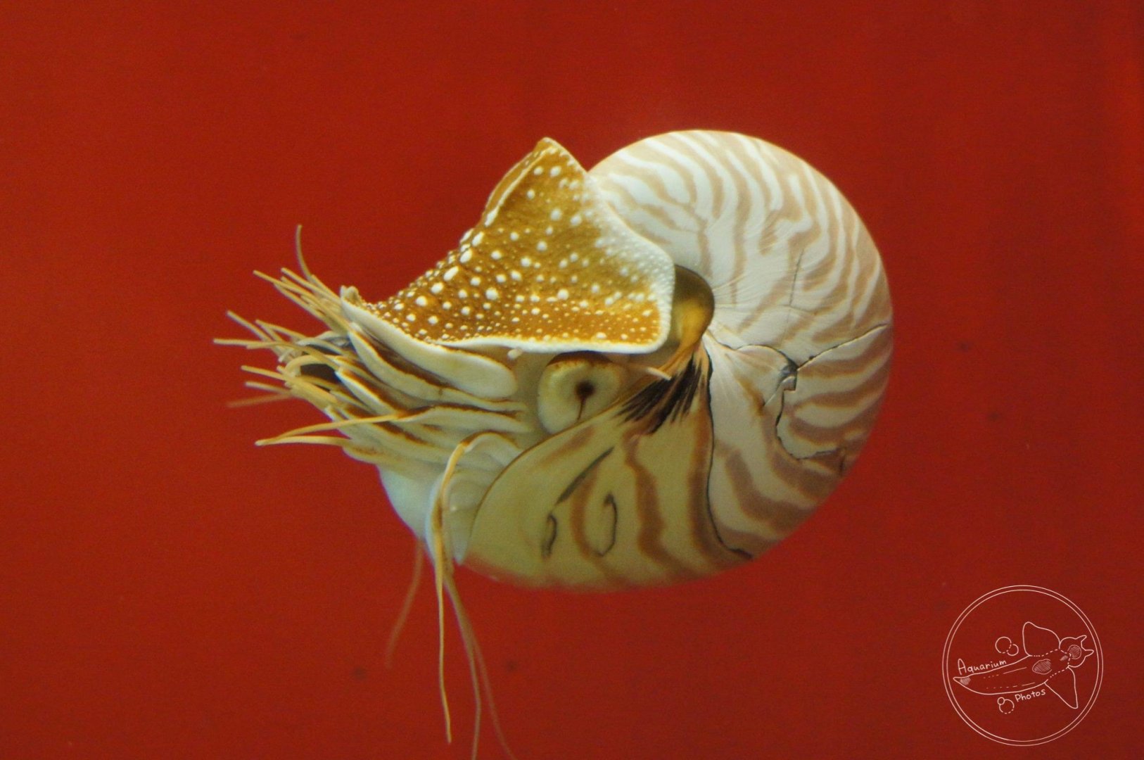 Nautilus (Nautilus sp.)