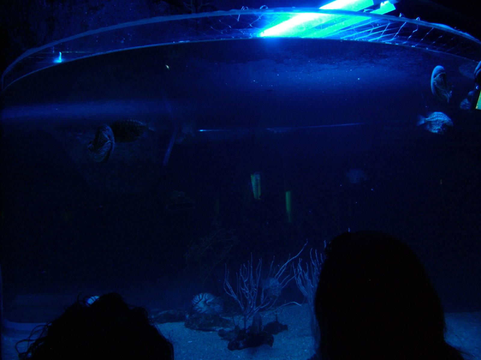 Nautilus/Pinecone Fish Exhibit at Oceanografic, 29/05/11