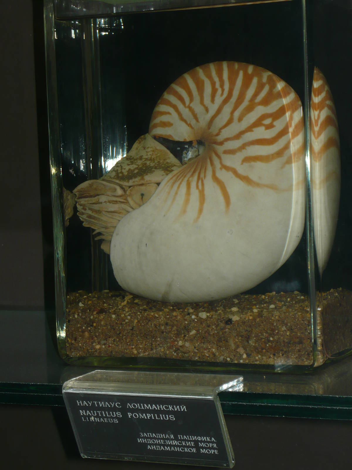 Nautilus pompilius wet specimen