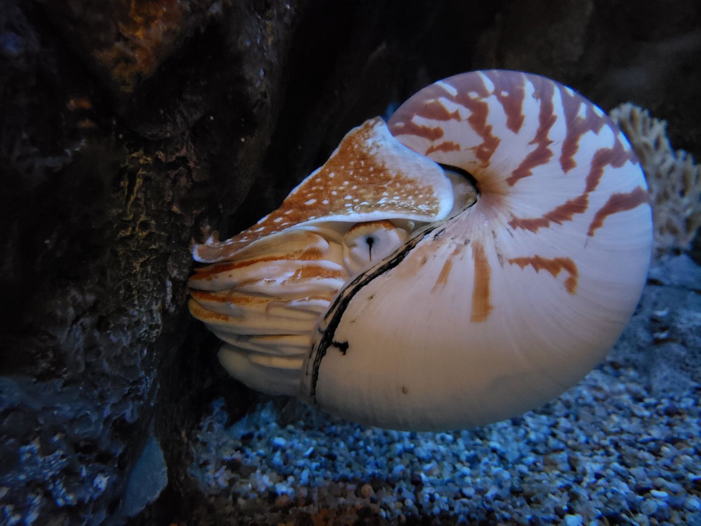 Nautilus pompilius