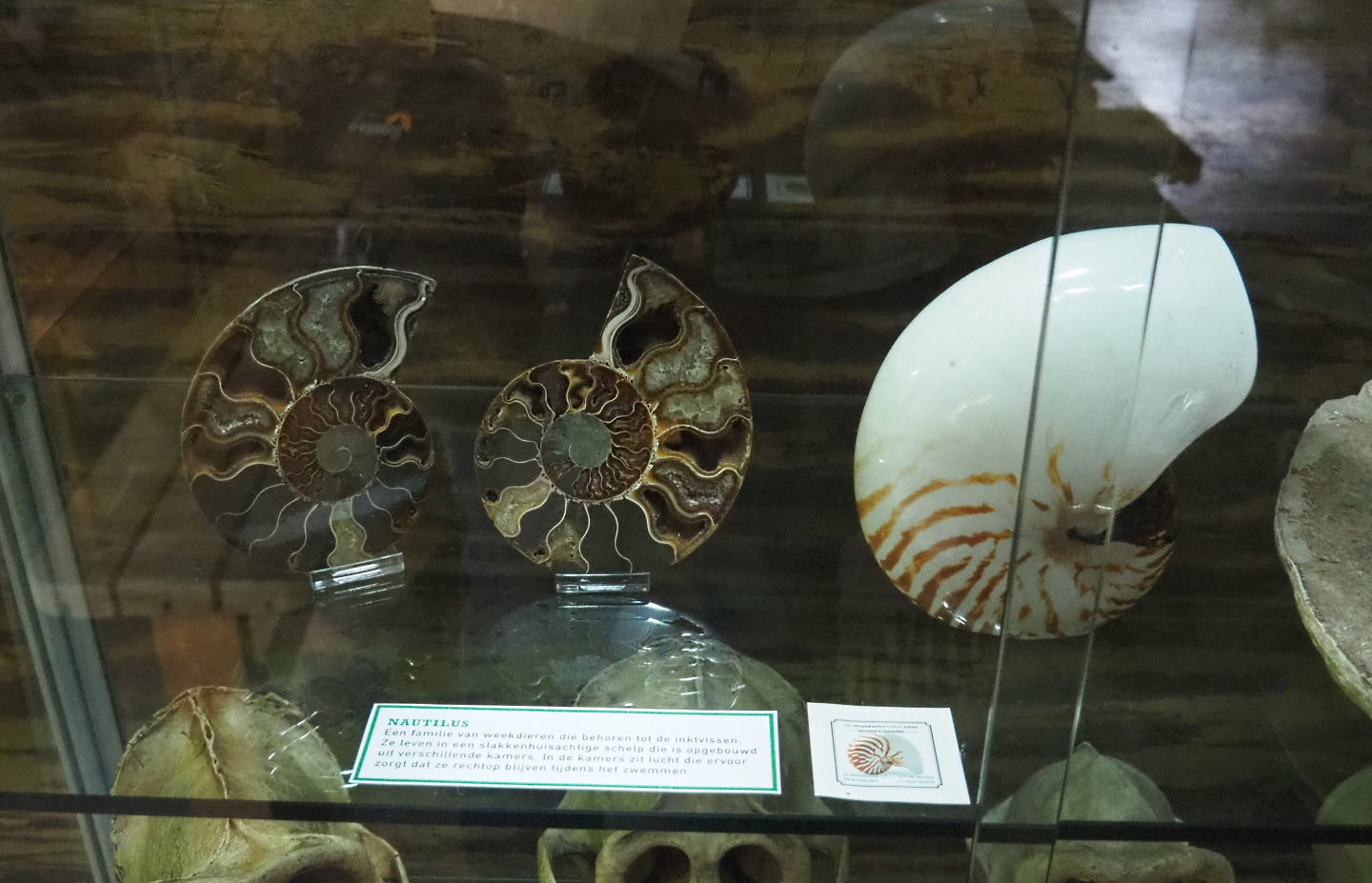 Nautilus shell specimens, 2022-05-17