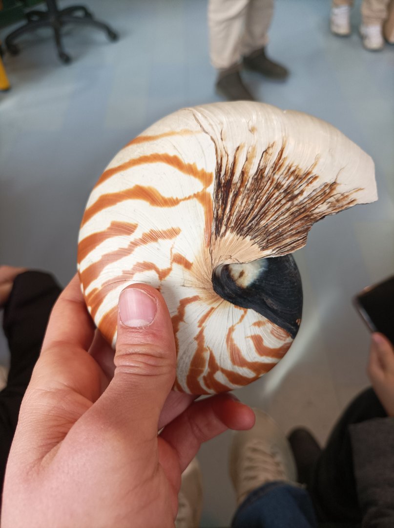Nautilus shell