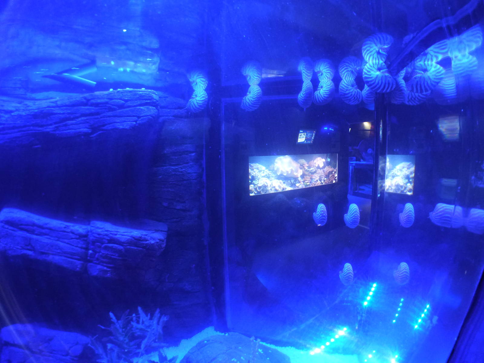 Nautilus tank, January 2014