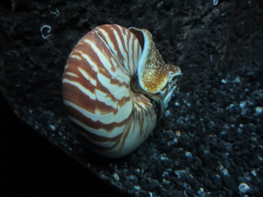 Nautilus