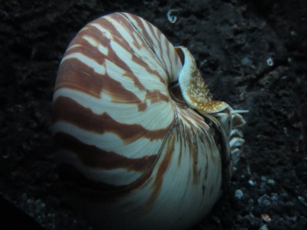 Nautilus