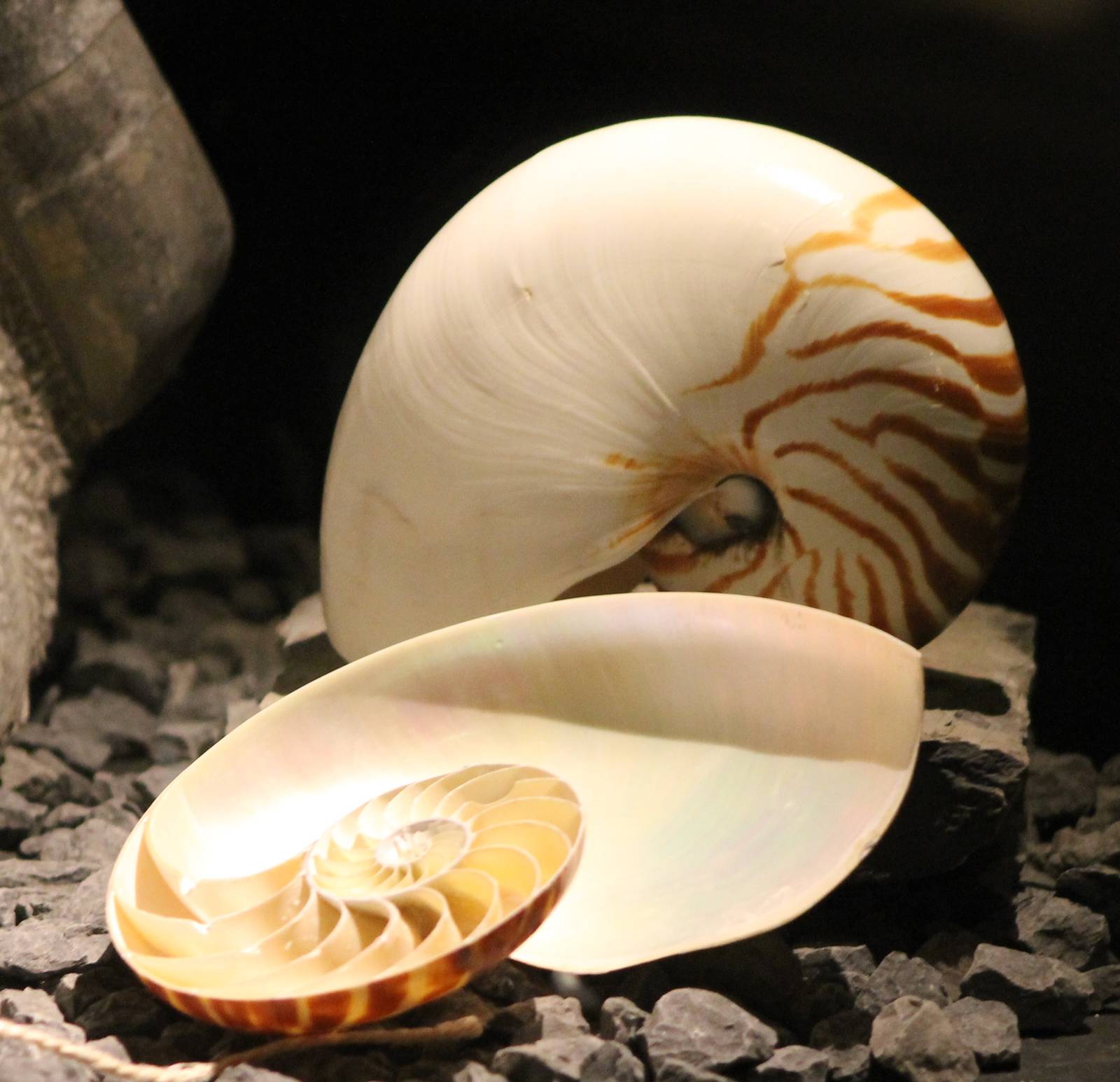 Nautilus