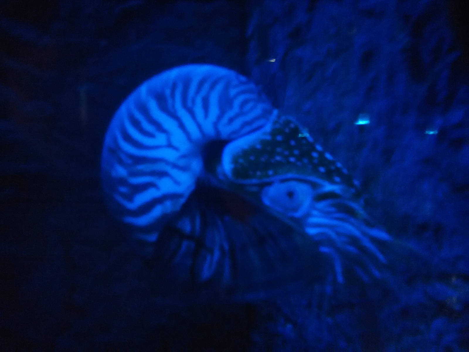 nautilus