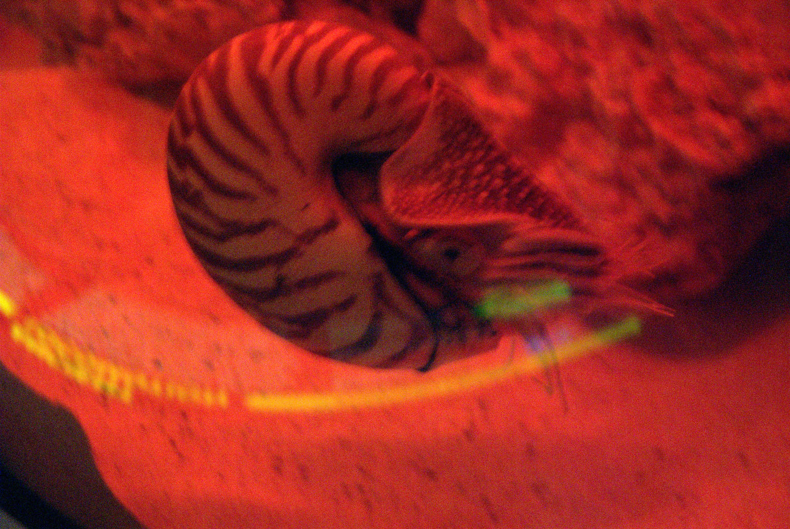 Nautilus