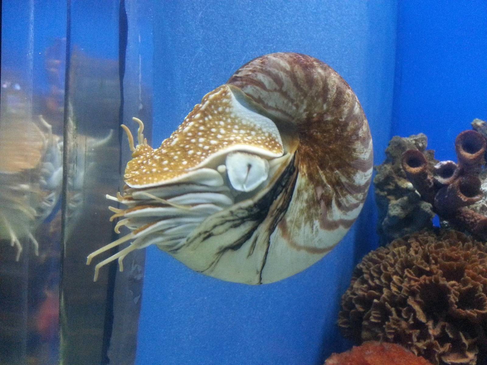 nautilus