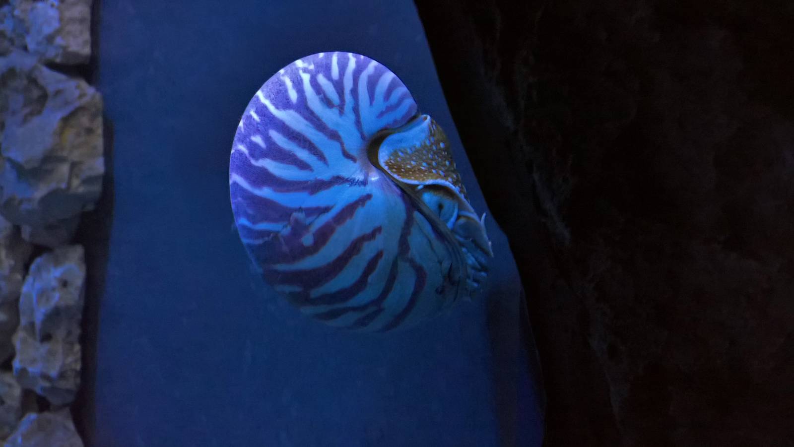Nautilus
