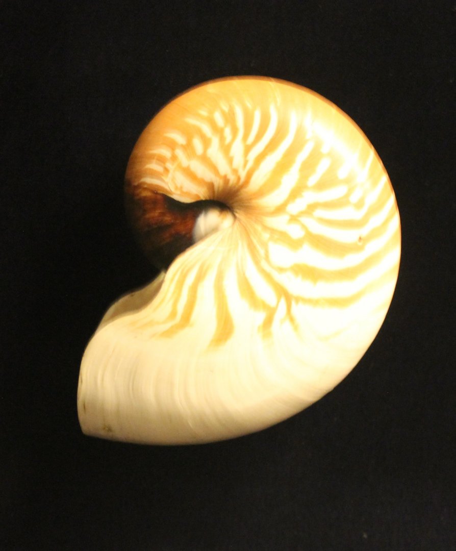 Nautilus