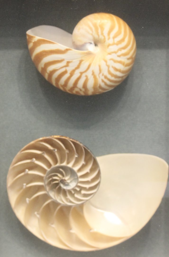 Nautilus
