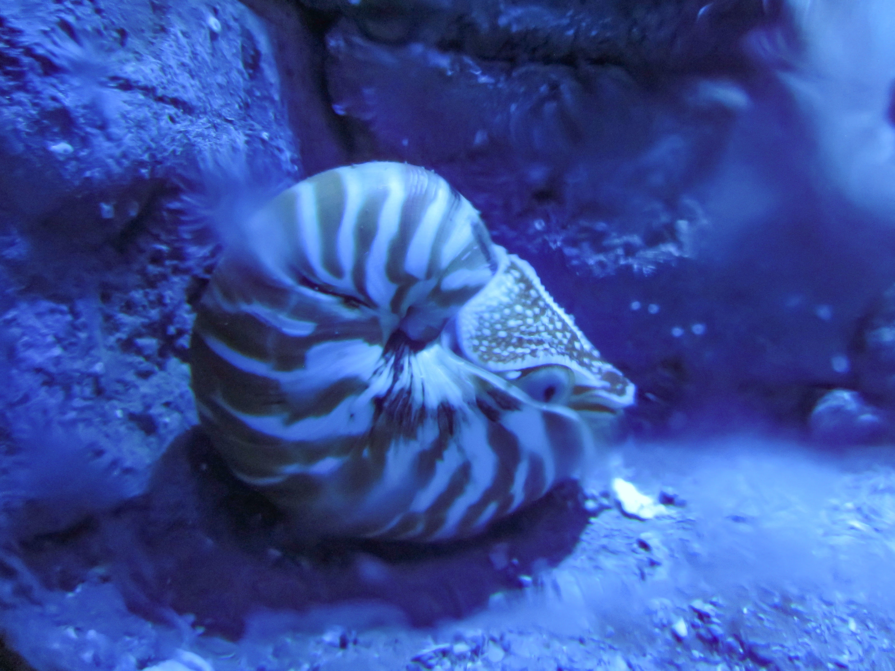 Nautilus