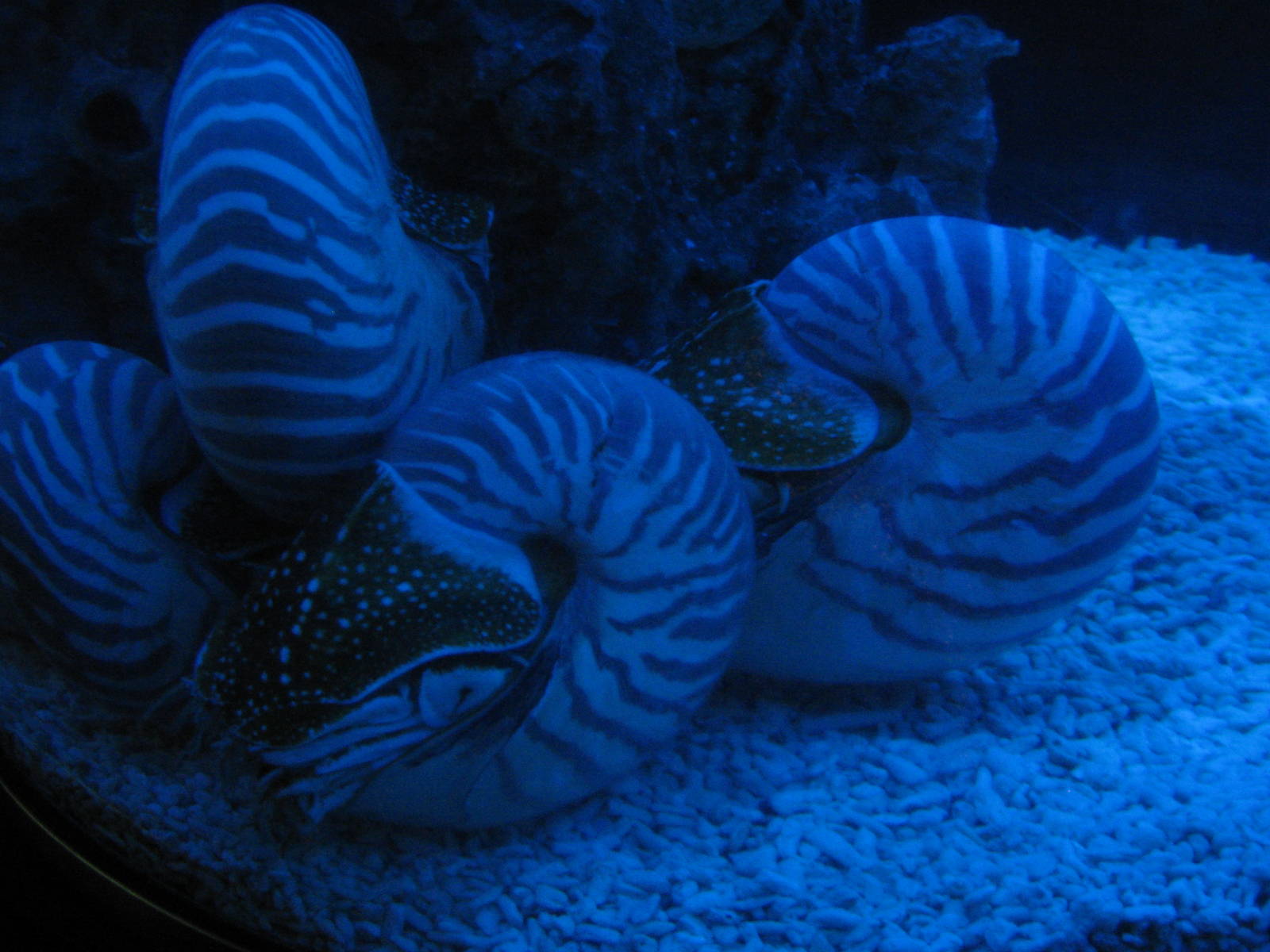Nautilus