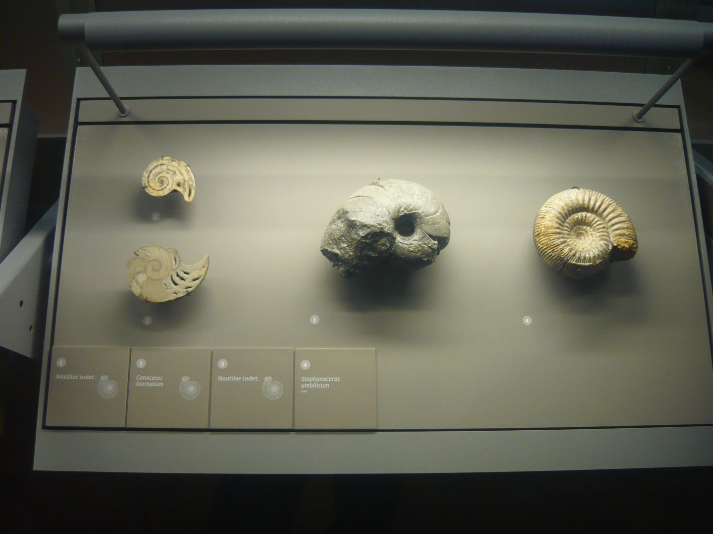 Nautiluses and Ammonite