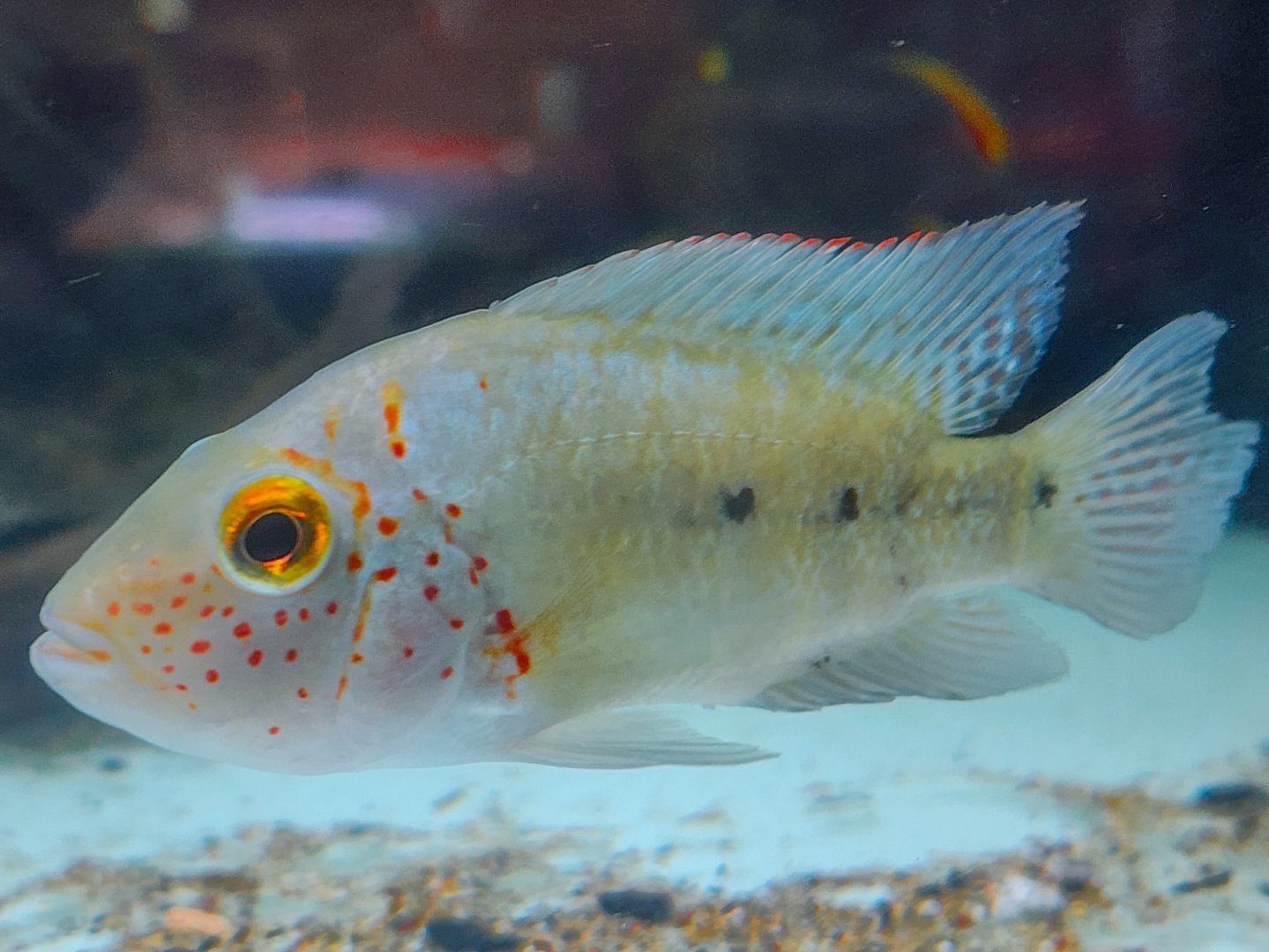 Nautla Cichlid (Herichthys deppii)