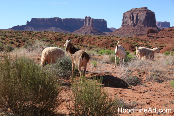 Navajo Sheep and Goats