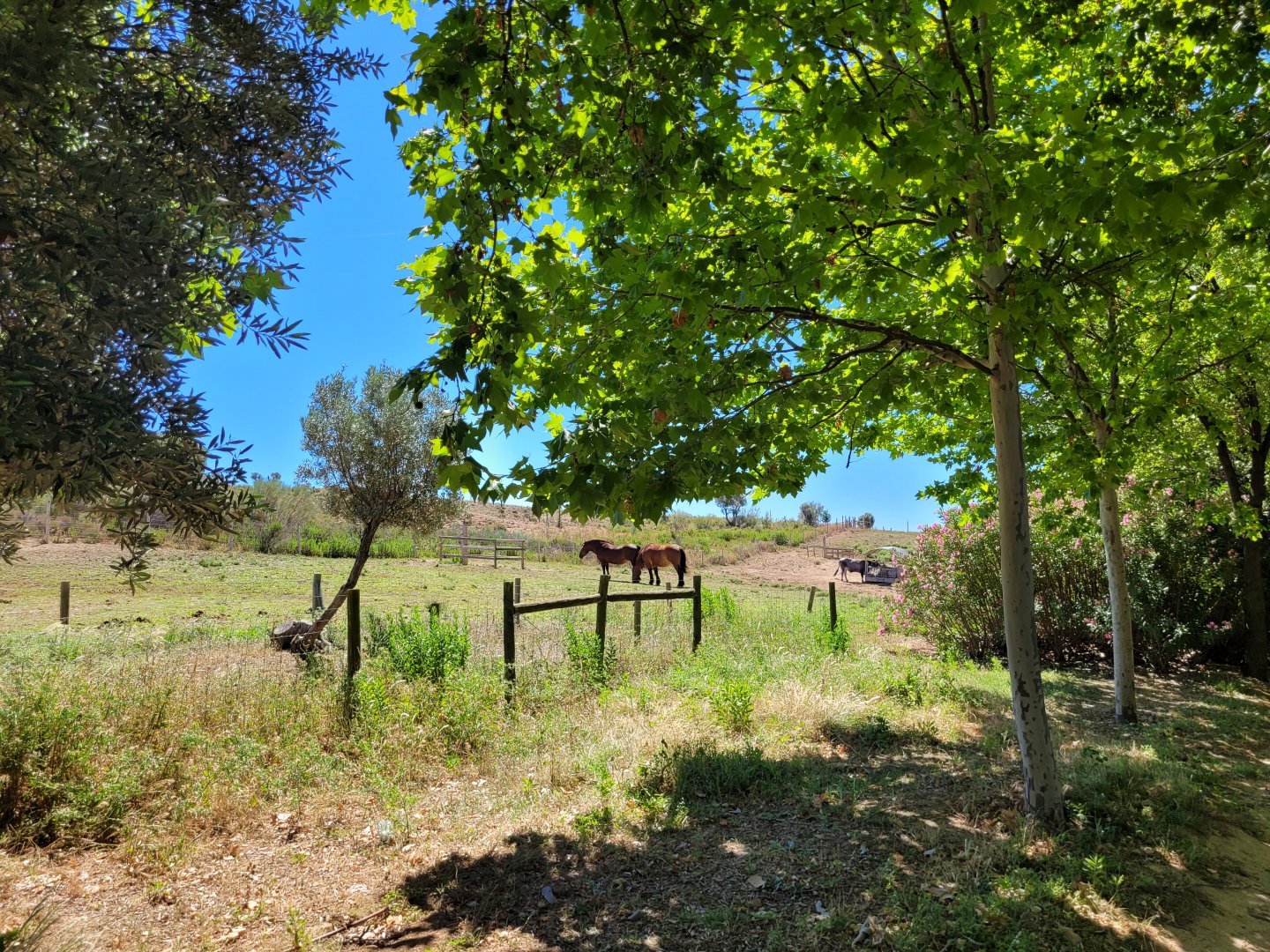 Navarre pony, Pirenaica ox and Tudanca ox exhibit -Sendaviva (2024)
