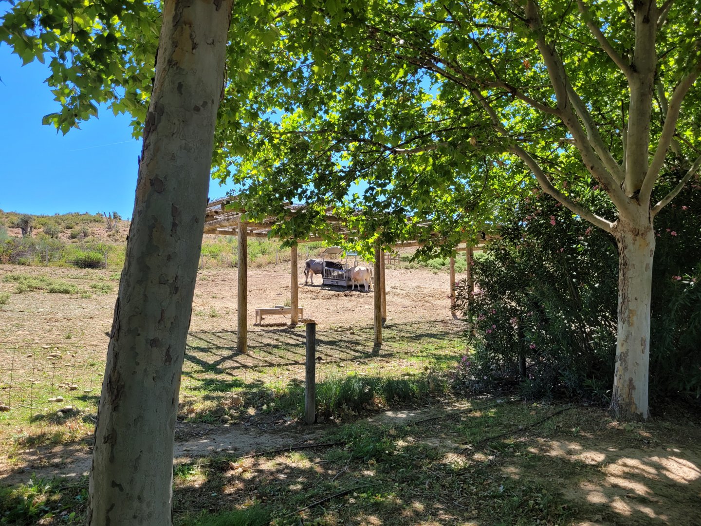 Navarre pony, Pirenaica ox and Tudanca ox exhibit -Sendaviva (2024)