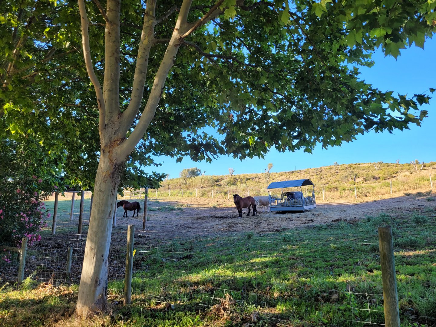 Navarre pony, Pirenaica ox and Tudanca ox exhibit -Sendaviva (2024)